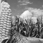 多重因素影響北半球玉米播種-RB螺紋鋼期貨交易網