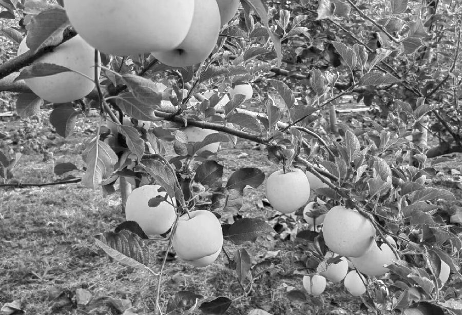 蘋果 趨勢性行情將至-RB螺紋鋼期貨交易網