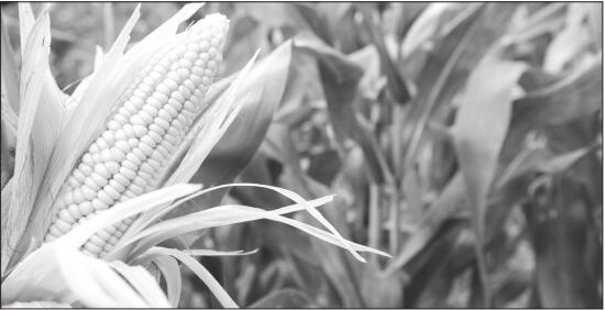 玉米  維持窄幅波動-RB螺紋鋼期貨交易網