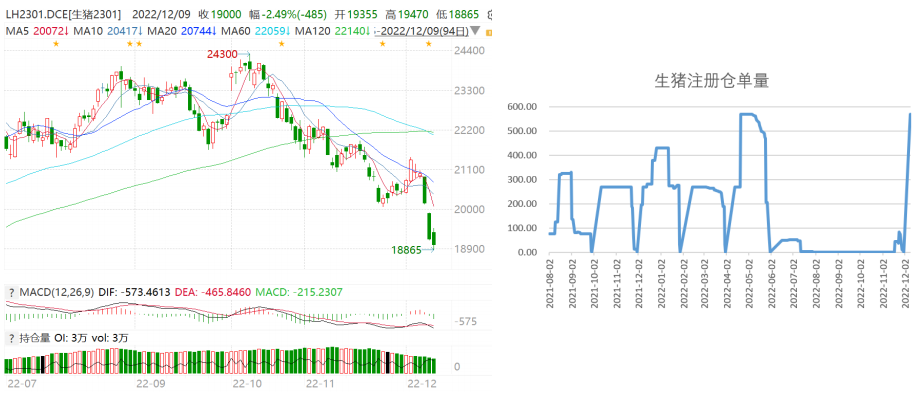 生豬周報：市場恐慌性出欄 期現同步下跌-RB螺紋鋼期貨交易網